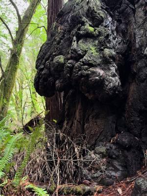 Burly Giant. #humboldt #redwoods #burly #sequoiasempervirens #darkwaterhermit 