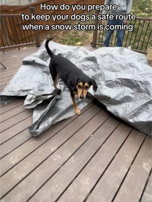 How do do make sure your dogs are safe for potty trips? This is us Preparing for the snow and ice coming this evening.  #rescuedogs #hounds #dog #houndsoftiktok #dogsoftiktok #DogsAreFamily #dogtoker #hounddogsoftiktok #snowstorm2025 