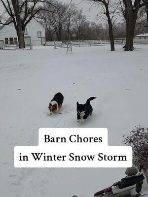 Barn chores not too bad during the winter snow storm here in Kansas City #winterstorm #kansascity #missouri #farmanimals #dogstiktok 