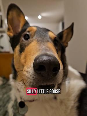 People have asked me, "do dogs get jetlagged?" and the answer is yes, definitely 😭😂 Just like us, they have an internal clock that gets very confused with big changes in time zones! #dog #collie #smoothcollie #switzerland #Swiss #cute #jetlag #expat #happy #goodvibes 