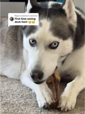 Replying to @Janesa same for us too!! Had no idea duck feet was a thing!! Until now 😆 #duckfeet #chickenfeet #dogtreats #dogseating 