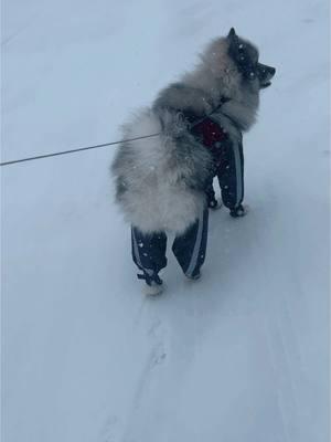 Please enjoy some dog snow suit asmr #dog #asmr #snowdog #dogdnowpants #snowpants #snowasmr