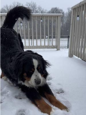 I can make snow angels too! 👼❄️ #doginsnow #bernesemountaindog #snowstorm #blizzard #nashtheberner 