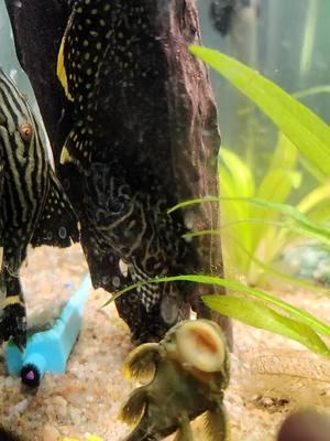 #fish #fishkeeping #fyp #aquarium #pleco #catfish 