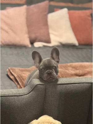 🥹🥹 #CapCut #fyp #frenchie #frenchbulldog #designerdogs #dog #puppy #bluefrenchie 