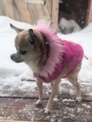 Bless her heart😂❄️🌨️☃️ #poorbaby #aspcacommercial  #calltheaspca  #spoiledchihuahua  #seniordog  #meanmom