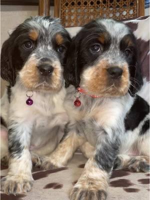 Miss Mistletoe and Miss Coal cuddling after their bath #puppy #englishspringerspaniel #puppytiktok #puppiesoftiktok #cutedog 