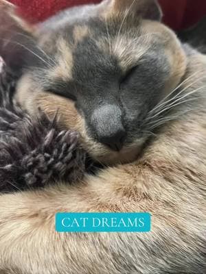 I can only imagine what they dream about.  #calico #catdreams #kittycatsoftiktok #CapCut 