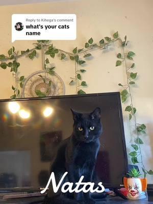 Replying to @Kihega My lover boy 🖤🐈‍⬛#fypシ゚viral #fypシ゚viral🖤tiktok #catsoftiktok #blackcat #bombay #altgirl #alternative #alttiktok 