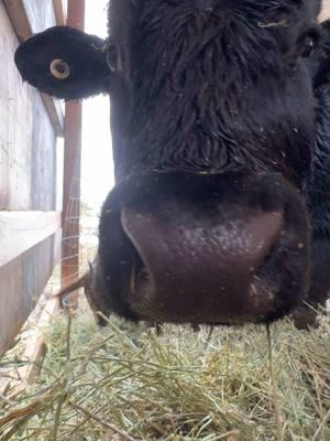 The sounds of happy cows eating.  #moscowidaho #idaho #palouse #foucachonfarmhouse #asmr #farmasmr 