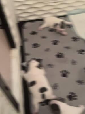 All of a sudden got real active just because I switched sides they were on to change the pads. #fyp #foryou #foryourpage #frenchbulldog #frenchie #frenchbulldogpuppy #frenchiepuppies #puppies #stud #pet #pregnantfrenchie #frenchiepuppy #dog 