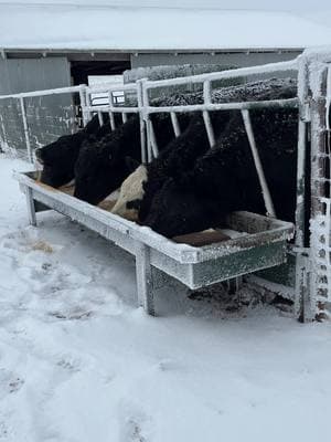 Morning chores on a cold and snowy Sunday!  #cow #cattle #ranchchores  #ranch #ranchlife #wyoming