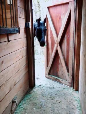 Cory opened the door with shenanigans on his mind, then he saw me and said “oops I’ll come back later” then shut the door #funny #horses #treadsoftlyhorsetraining #smarthorse #uptonogood