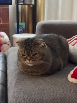 Just a feline who is loafing ☺️ #wicked #feline #scottishfold #loafing #loafingcat #whatisthisfeeling #glinda 