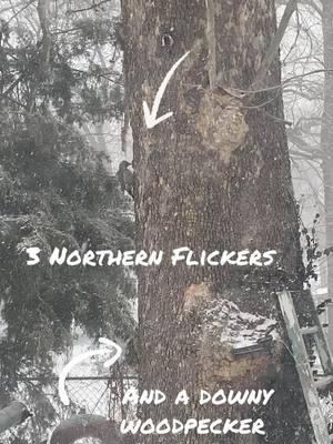 I’m a Bird Nerd #woodpeckers #missouri #downywoodpecker #nothernflicker #birds #snow #kansascity #winterstorm2025