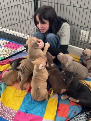 POCKET BULLY PUPPIES!! This American bully litter is amazing 🤩 ❤️ #americanbullypuppies #puppiesoftiktok #pocketbullies #fyp #dogsoftiktok 