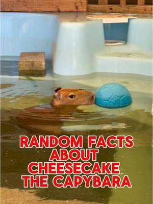 One of my favorite things about being able to share our animals with you guys is showing off just how much each animal has their own personality and quirks!  Here are a few things you might not have known about Cheesecake the capybara! #capybara #capybaras #capybarasofinstagram #cuteanimals #funnyanimals #capybaralove #cute #animals #animalsofinstagram #funny #capybaralover #capybarawatch #capybaralover #capybarafamily #capybaratiktok #fypage 