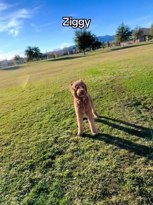 Injured myself so I could only take Ziggy to the park across the street and toss a ball with him. He got to play with the dogs at my house but this tired him out. #dogsoftiktok #cutedog #havefunwithyourdog #doodle #exerciseyourdog 