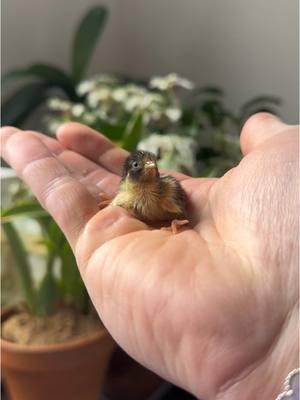 Everyone meet little Kevin 🐣 probably one of the cutest buttons I’ve ever hatched 😩💙. Look at those tiny wings! #babyanimals #cuteanimals #cutenessoverload #babyanimal #foryoupage #fyp 