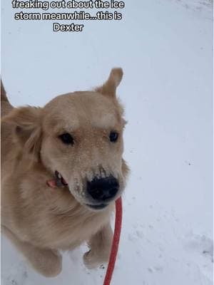 Loving the snow while everyone else if freaking out #dogowner #goldenretrieversoftiktok #goldenretrievers #goldenretrieverlife #funnydogs #goldenretrieverlove #goldenretriever #snowday #kansassnowstorm #blizzard 