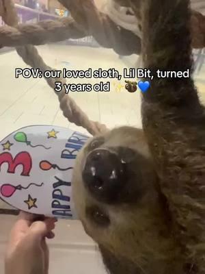 Lil Bit has made so many incredible memories at SeaQuest and celebrated all the fun today! 💙✨ Happy Birthday Lil Bit! #sloth #slothsoftiktok #cuteanimals #birthdaycelebration 