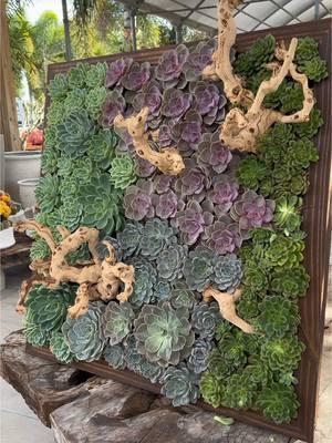 #Succulents #succulentarrangement #Cactus  #plant 