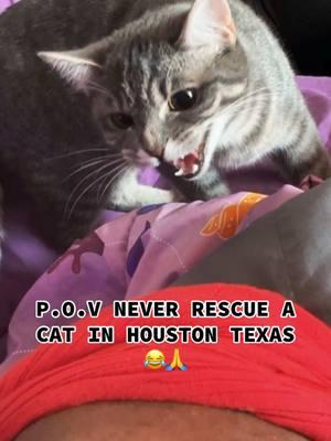 P.O.V NEVER RESCUE A CAT IN HOUSTIN TEXAS 😂🙏 #explorepage✨  #2025  #viraltiktok  #youtuber  #fyp  #xyzbca  #funnytiktok  #comedian  #funnymoments #cats  #catsoftiktok  #straycat 