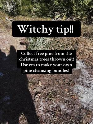 Free witchcraft is my fav. #witchtok #witchesoftiktok #witchtokrising #witchesoftiktok🔮🌙 #greenwitch #witch #witchingonabudget #witchcraft #freewitchcraft #witchtip #witchtips #witchytip #witchytips #herbs #pine 