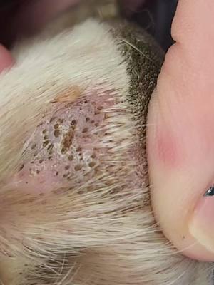 #pimplepopping #impactedhairfollicles #ingrownhair #doghairsplinters #dogsoftiktok #dogsoftiktok #onlypaws #gross #pimples #impacted #doghairstyle 