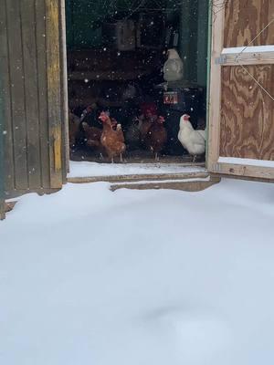 Are my goats and chickens the only ones like this?!? 🤣#winterstormblair #winterstormwarning #winterstorm #ratkovichfarm #farmcheck #farmlife #greenhousegrower #springcrops #farmstand #snow  #snowday #chickenfarm #backyardchickens #snowpocalypse #itssnowing #southernindiana 