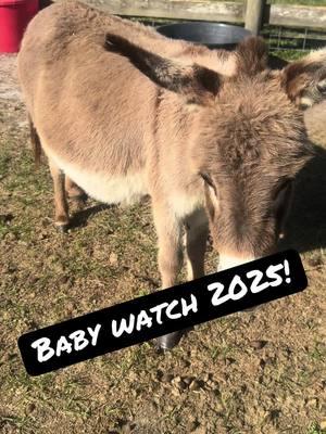 Baby Watch 2025 yall! Join us! #minidonkey #babydonkey #cuteanimals 