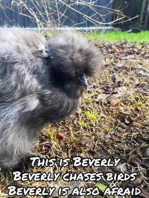 Never get tired of watching the chickens, Beverly always chases the birds in the yard but gets scared when they fly away #silkiechicken #chickens 