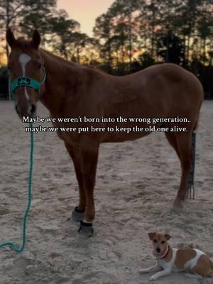 Old  soul  &  a     v i n t a g e    heart  ⚡️ #fyp #horsesoftiktok #barrelracer #quarterhorse #gelding #redhorse #rodeo #hearthorse #jackrussel #barndog #cattledog #generation 