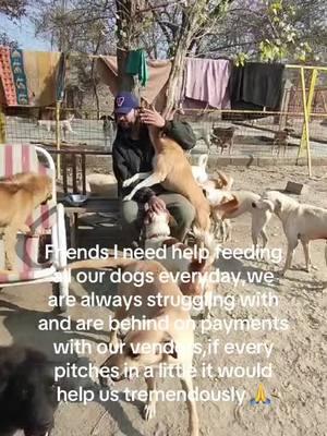 www.lapsglobal.org/donate Help us feed our animals #helpneeded #foodforanimlas #animalshelter #animallovers #dogslifematter #fyp #donate #foryourpage #adoptionsaveslives #foryourpage #dogsofftiktok #boost #kindness #helpingstreetdogs #empathy 