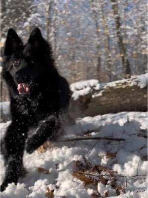 Romanticizing winter because my dogs love it so much 🧊🩵❄️⛄️💙🌀 #romanticize #germanshepherd #dogs 