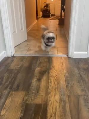 Parky going crazy! #shihtzu #shihtzusoftiktok #shihtzus #foryoupage #foryou #fyp #zoomies 