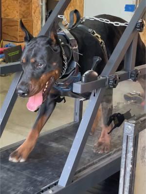 First time using the mill.  Get yours today clink the link or hit the TikTok shop.  ##doberman##newthings##exerciseathome##milllife@Thee Dopest Dobies 