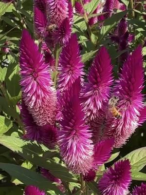 Bee Cups  watering stations speak the language of bees. We developed an ultraviolet ceramic glaze that bees are attracted to. Plant flowers and give bees water! Make your 2025 garden pollinator friendly. #bees #scienceiscool #beecups #pollinators #pollinatorgarden #2025goals 