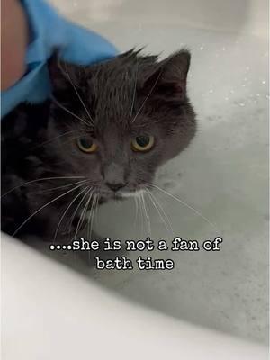 Percy is fine during bath time, Persephone cries for help. She’s okay though.  #catsoftiktok #cat #catbath #fyp #shesfine 