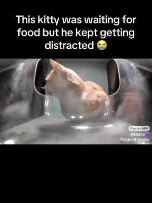 @Purrrr_APP #purrrr #purrrrapp #kittiesoftiktok #kitties #homelesskitty #cuteanimals #cutecat #cat #catsoftiktok #homeless #fyp #foodtiktok 