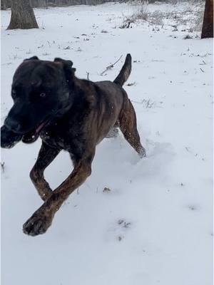 A snow day wirh Vampire!!! #dutchshepherd #vampire #dog #k9 #dutchshepherdsoftiktok #dutch #working #workingdog #snow #snowday #snowfall #kong #dogs #cutedog #funnydog #madianddevynne #twins #malinois #k9unit 