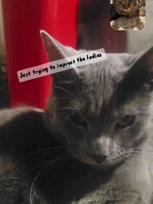 #fyp #catsoftiktok #greycatsoftiktok #seductive 