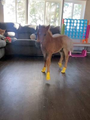 Hot Sauce and his new yellow boots 🤭#paizleysponies #paintedponiesranch #horselife #horsetok #ponies #cute #adorable 