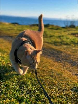 I give him the best life I can 🤍 #tipper #orangecat #orangecatbehavior #orangecatsoftiktok #travelcat #adventurecat #catonaleash #rvlife #solotravel #solofemaletravel #solofemaletraveler #freedom #porttownsend #porttownsendwa 