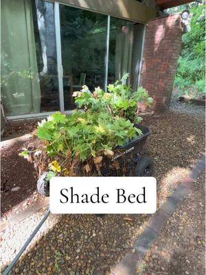 Shop your yard first! Every one of these plants was moved from the front before the septic was dug in the fall of 2023. Last spring? It was spectacular. #landscape #gardentok #shadegarden #makedo #massachusetts #fyp 