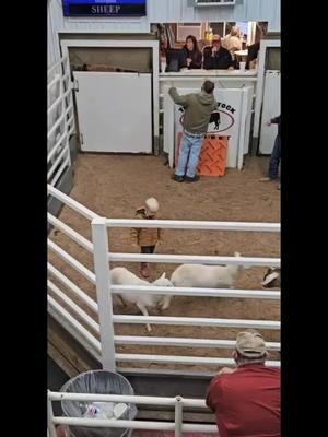 #LIVEhighlights #TikTokLIVE #LIVE #auction #missouri #lambs #bugmorrell 