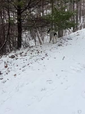 #blueridgemountains #fernhollowcollective #itsjustmecorbing #snow #corbinprydwen #dog #walk 