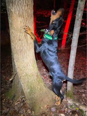 Had to hop on the trend with Zeph man doing what he does best! #blackandtan #coonhound #treedog #keepemtreed #garmin #girlswithhounds 