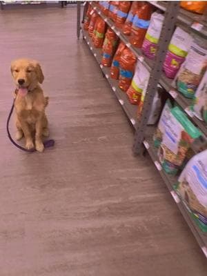 Monty training @ @Pet Supplies Plus on Rainbow #dogsoftiktok #cutedog #havefunwithyourdog #trainyourdog #dogtrainer #goldenretriever 