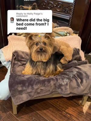 Replying to @Holly Paige #roxirouxmaples #doodlebugmaples #dogbeds #yorkiesoftiktok #malteseoftiktok #smartdog 